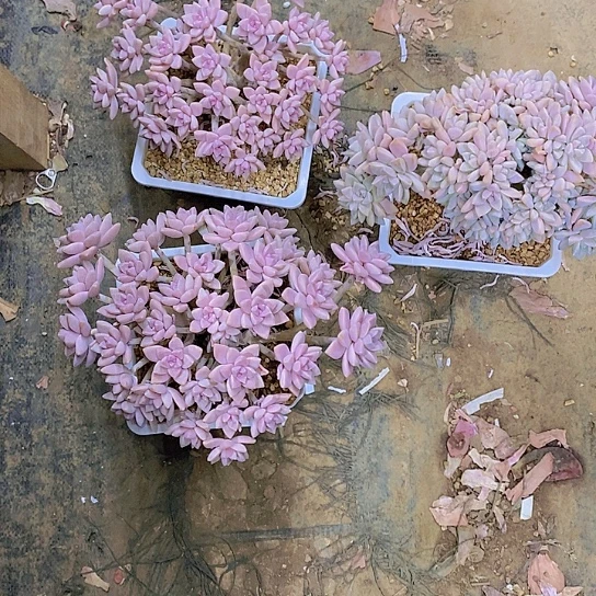 不****》淡雪多肉植物？