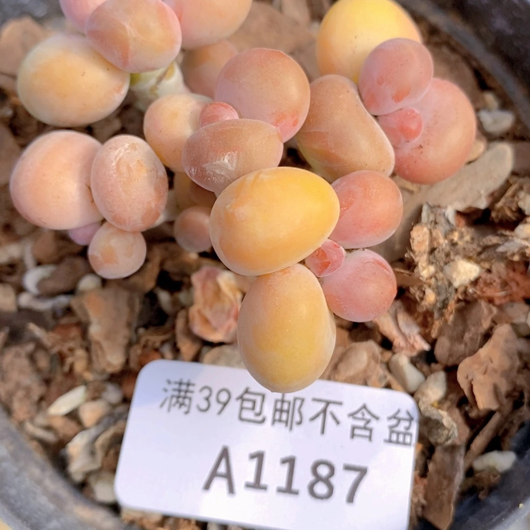 kk奶6cm1187多肉植物