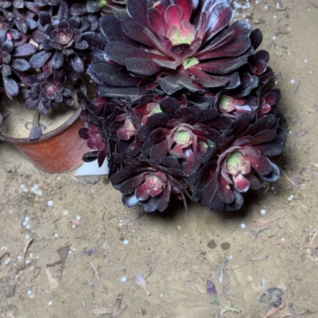 【闪购商品】小*多肉植物花纳63