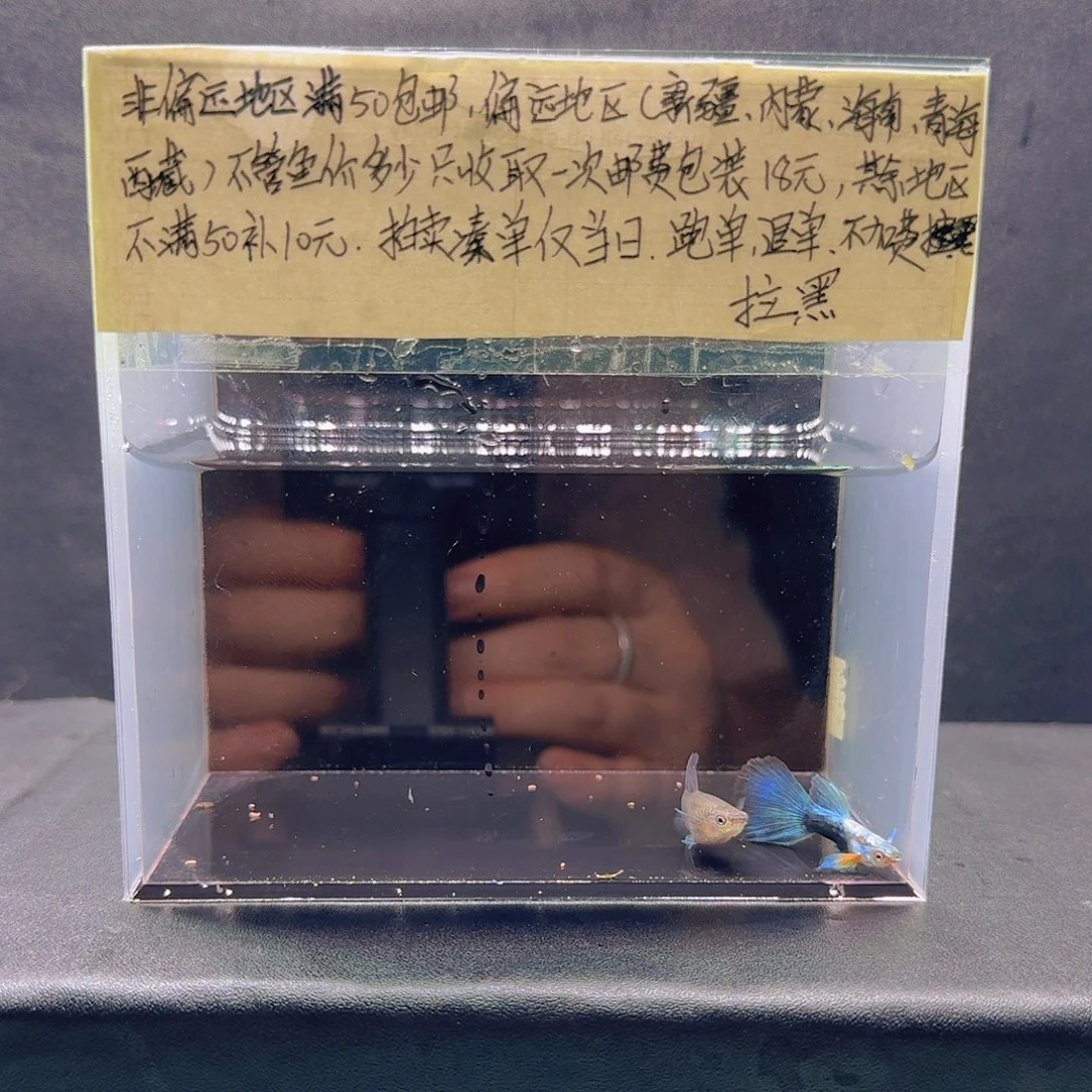 孔雀鱼蓝礼服欧翼飞船一对