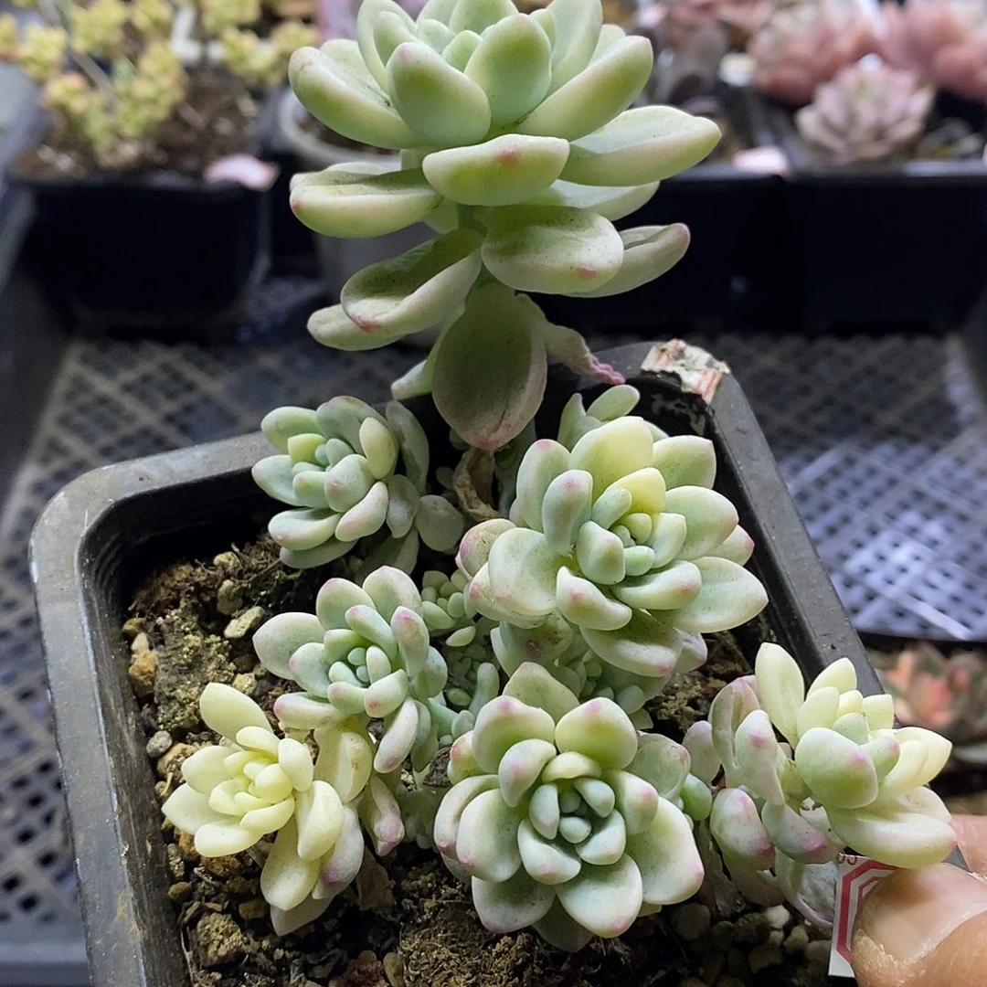 1259 劳尔锦多肉植物