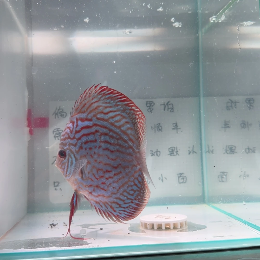 七彩神仙鱼肉身10-8偏远地区不拍