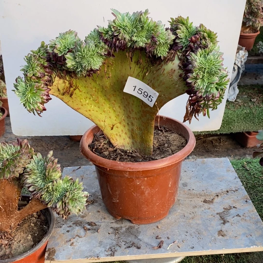 天河缀化1颗多肉1595号