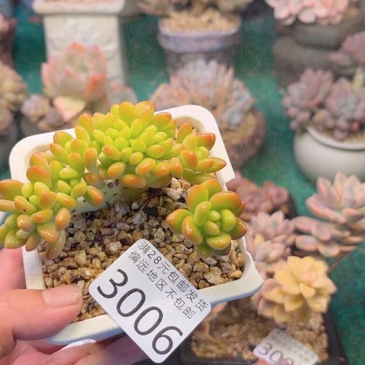 大3006；vsvzgxghhb