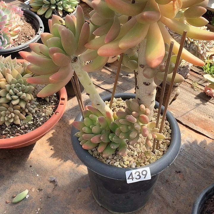 439金蟾 一物一拍多肉