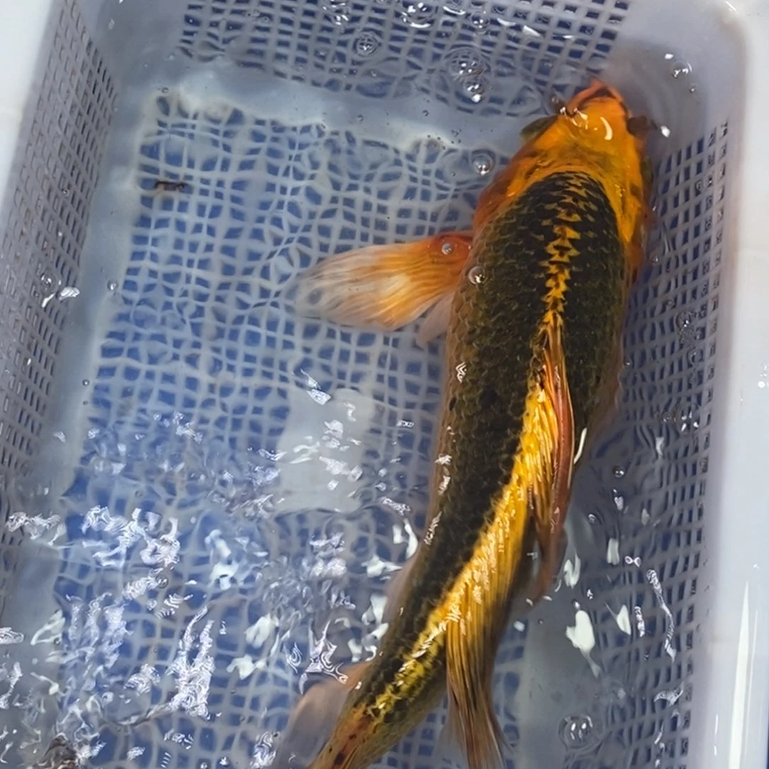 锦鲤冷水锦鲤包邮