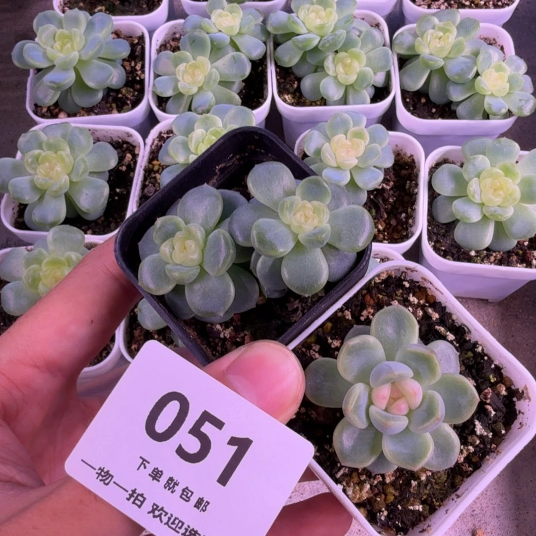 甜心混两个一物一拍051