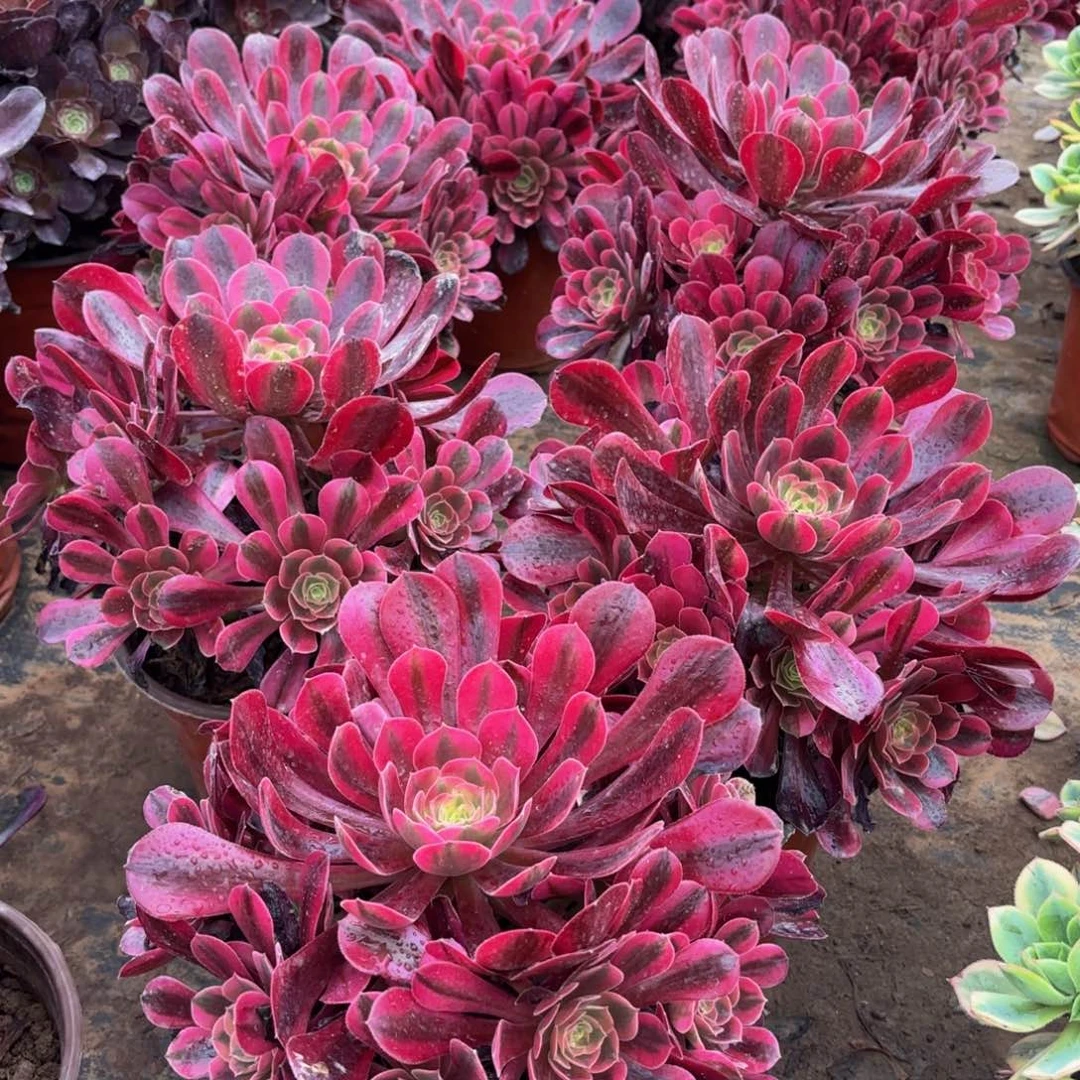 美杜莎主头9.9法师嫩