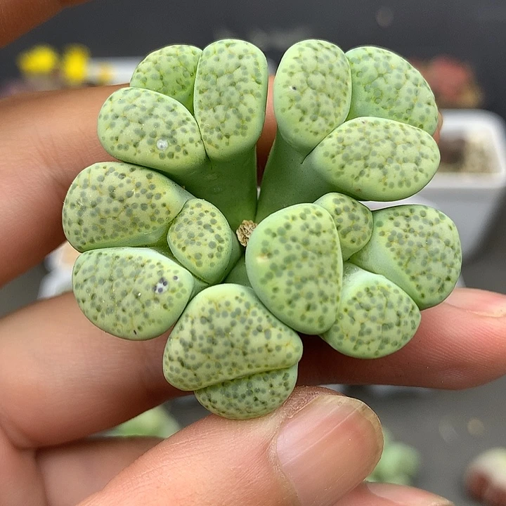 精品多肉植物精品多肉
