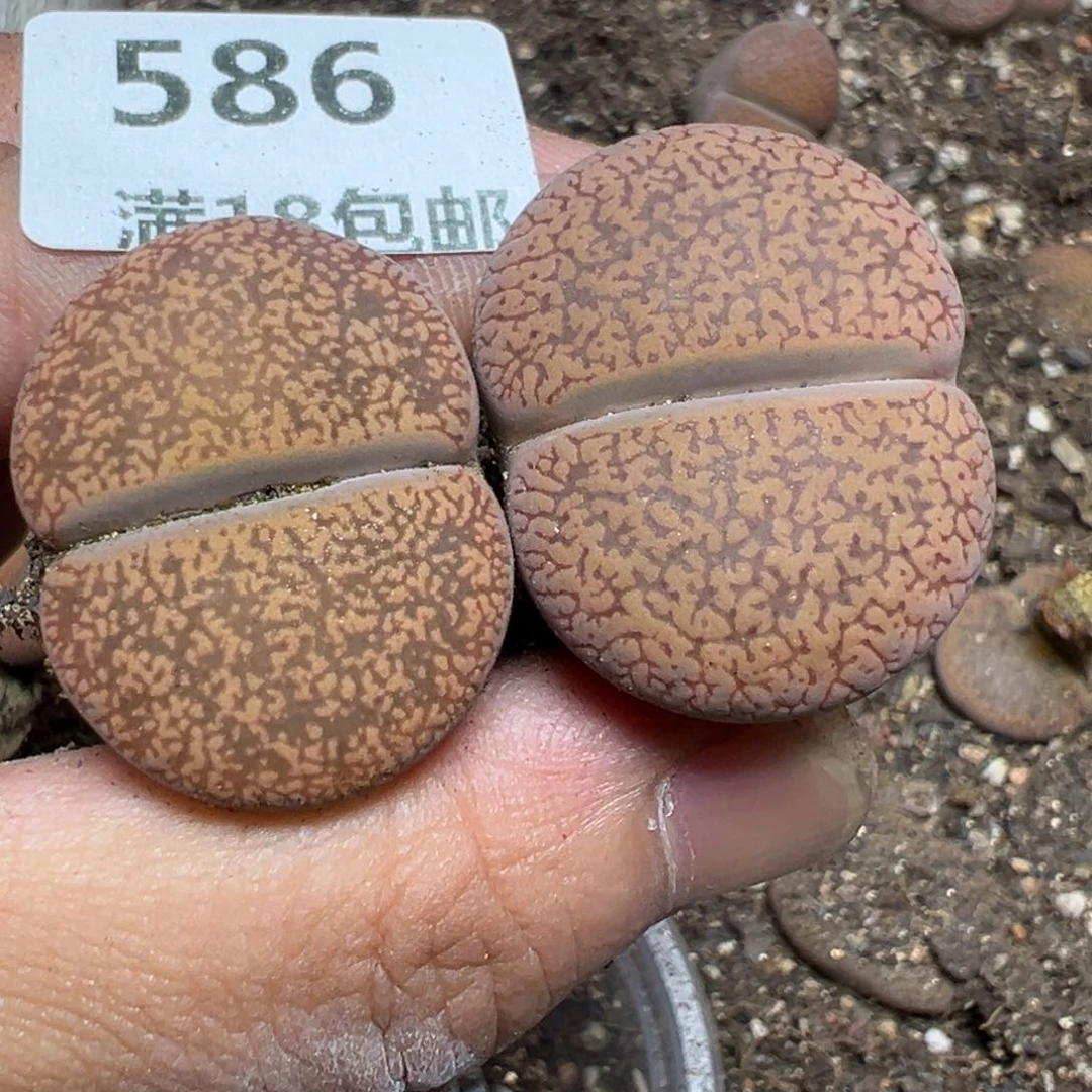 【闪购商品】 586。