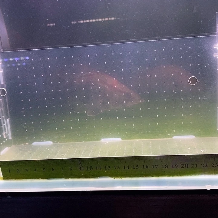 鳜鱼大眼鳜鱼大眼鳜鱼