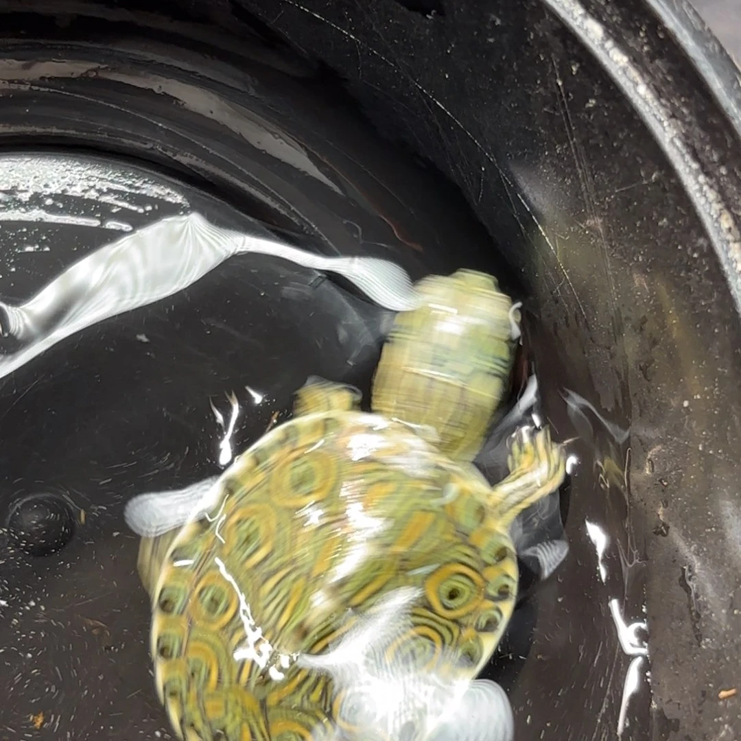 不分公母蛋龟全品大河