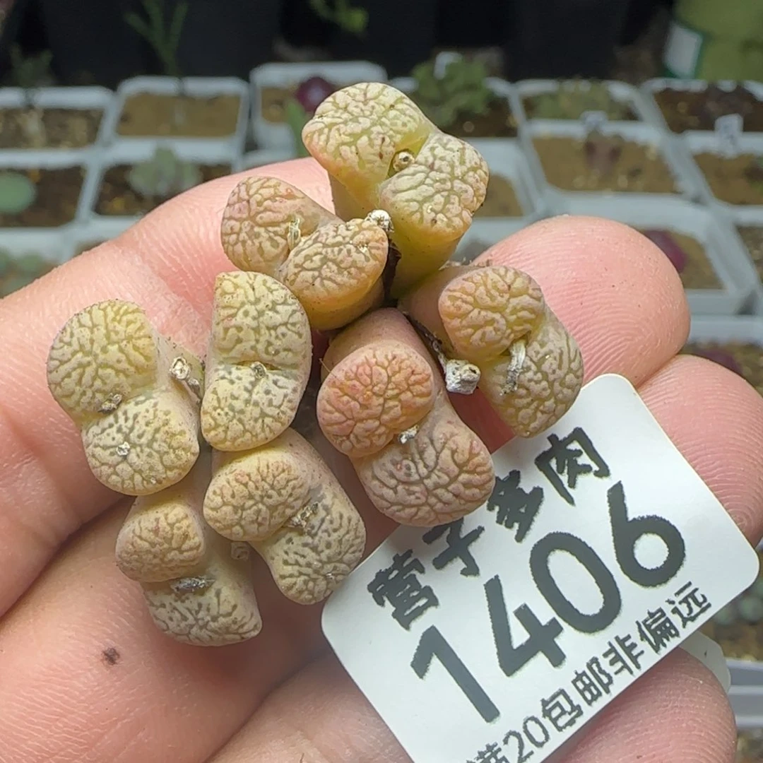 鸟哈尼脱土。两颗4头。