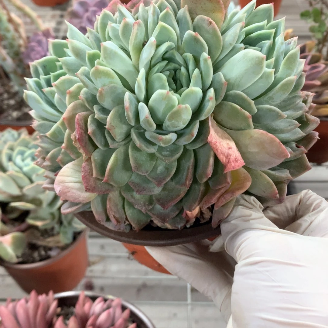 余**蔓纯爱朵朵缀多肉植物