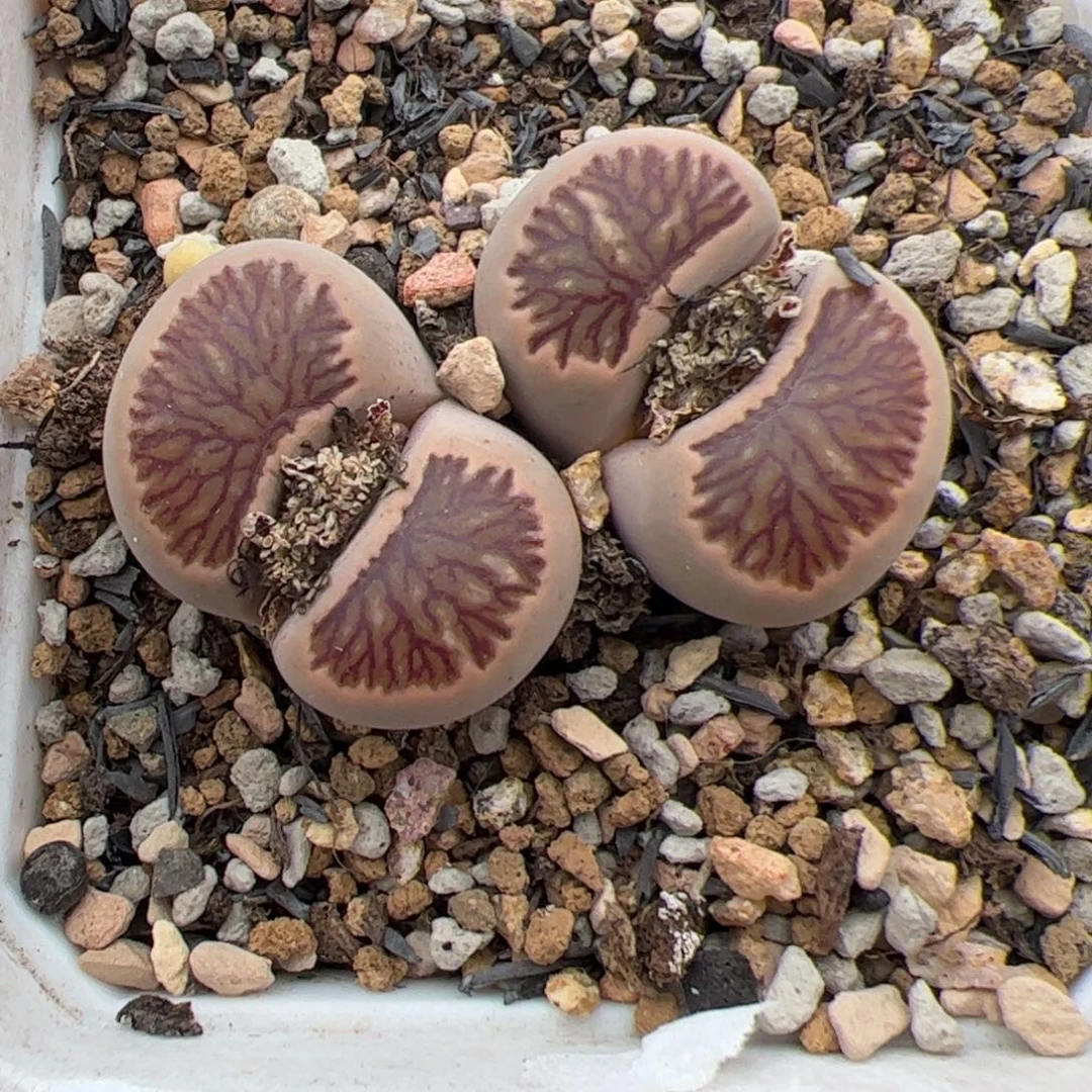 菊多肉植物多肉植物