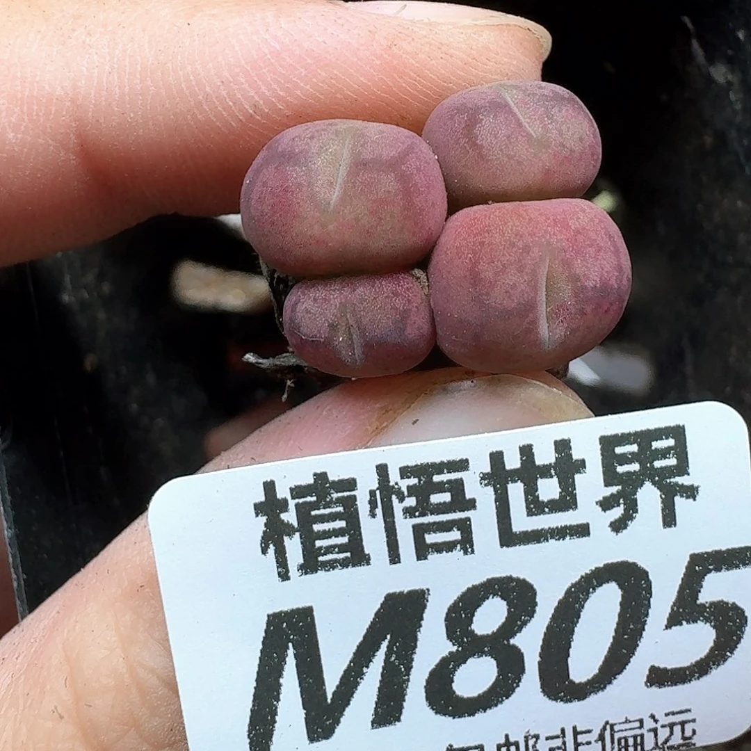 多肉植物的润泽df
