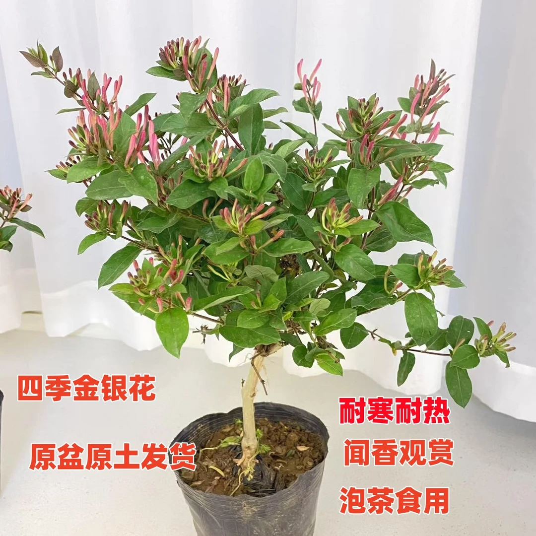 四季金银花树苗爬藤树形盆栽地栽阳台庭院观赏闻香泡茶耐寒耐热