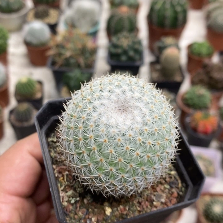 实生白刺丸特价福利