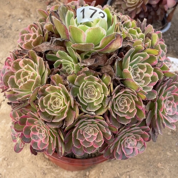 无花朵173多肉植物安娜