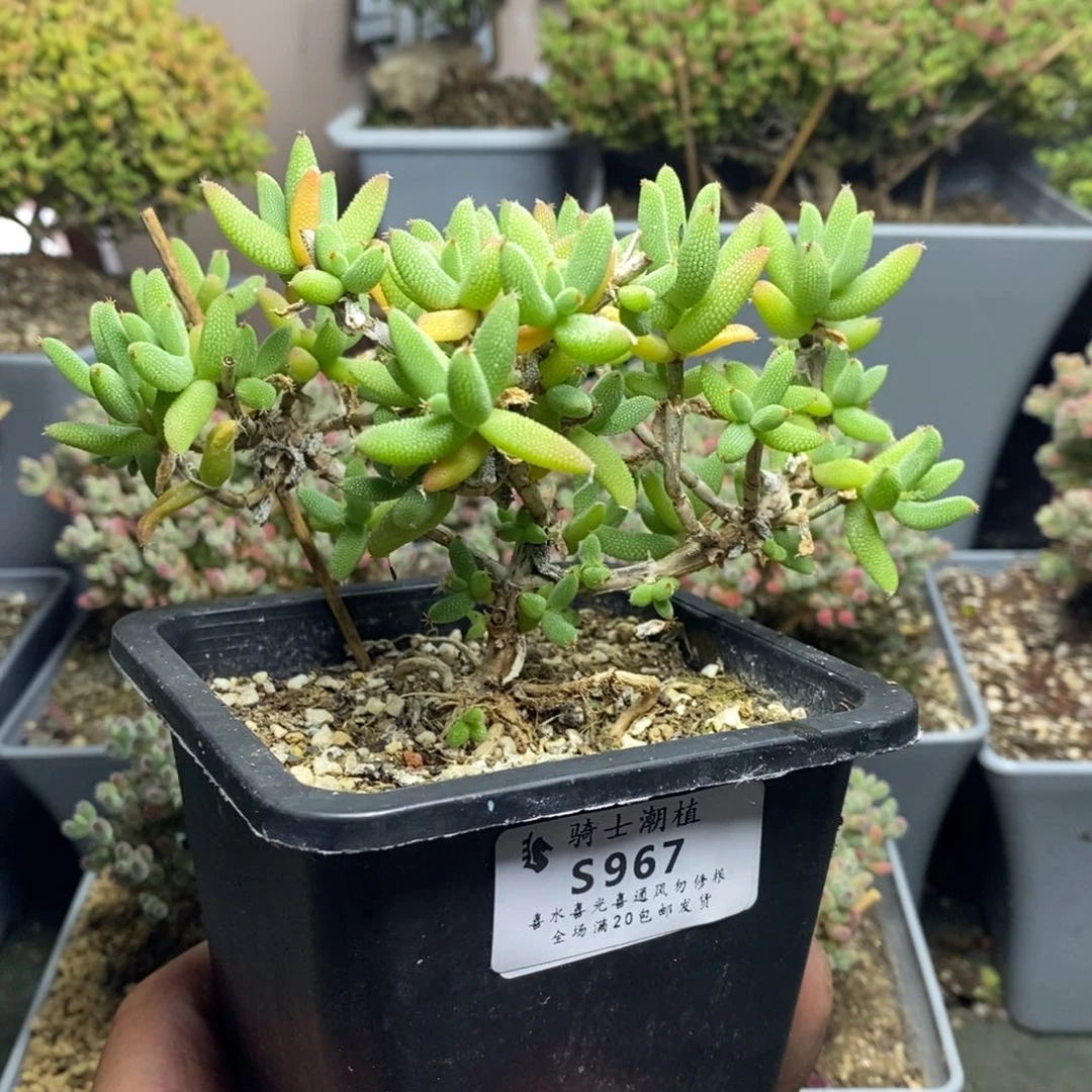 967玉米枝干番杏