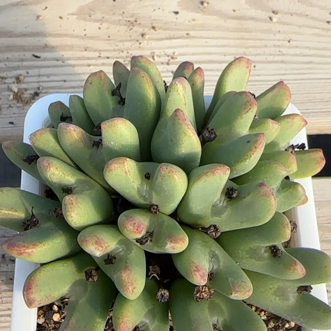 1.28新年大福多肉大群大将188号