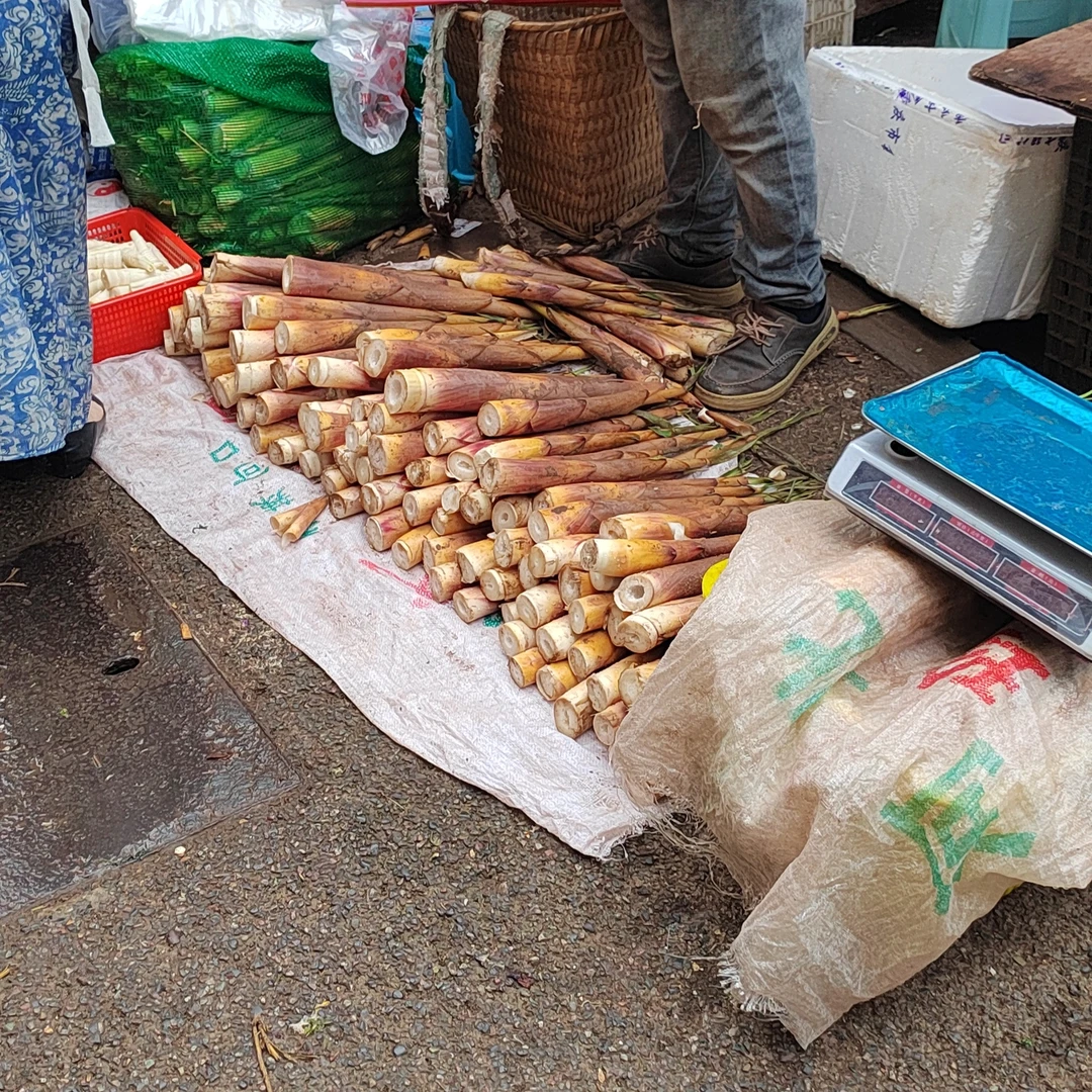 新鲜现挖苦竹笋（叙永水尾特产）