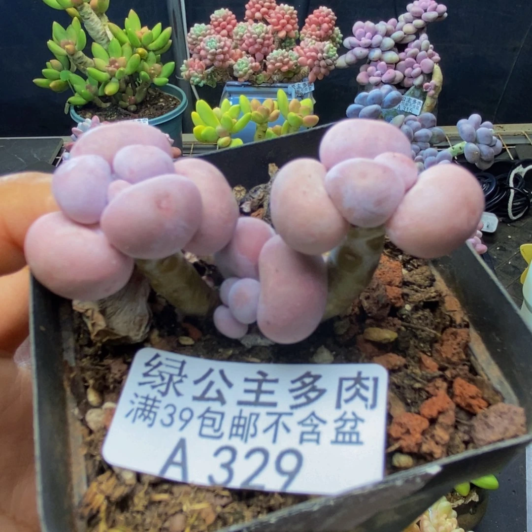 329橙奶多肉肉4c m