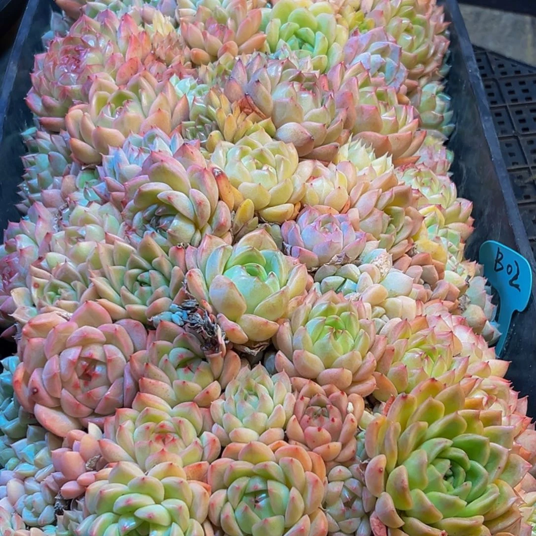 088多肉葡萄的味道是真的