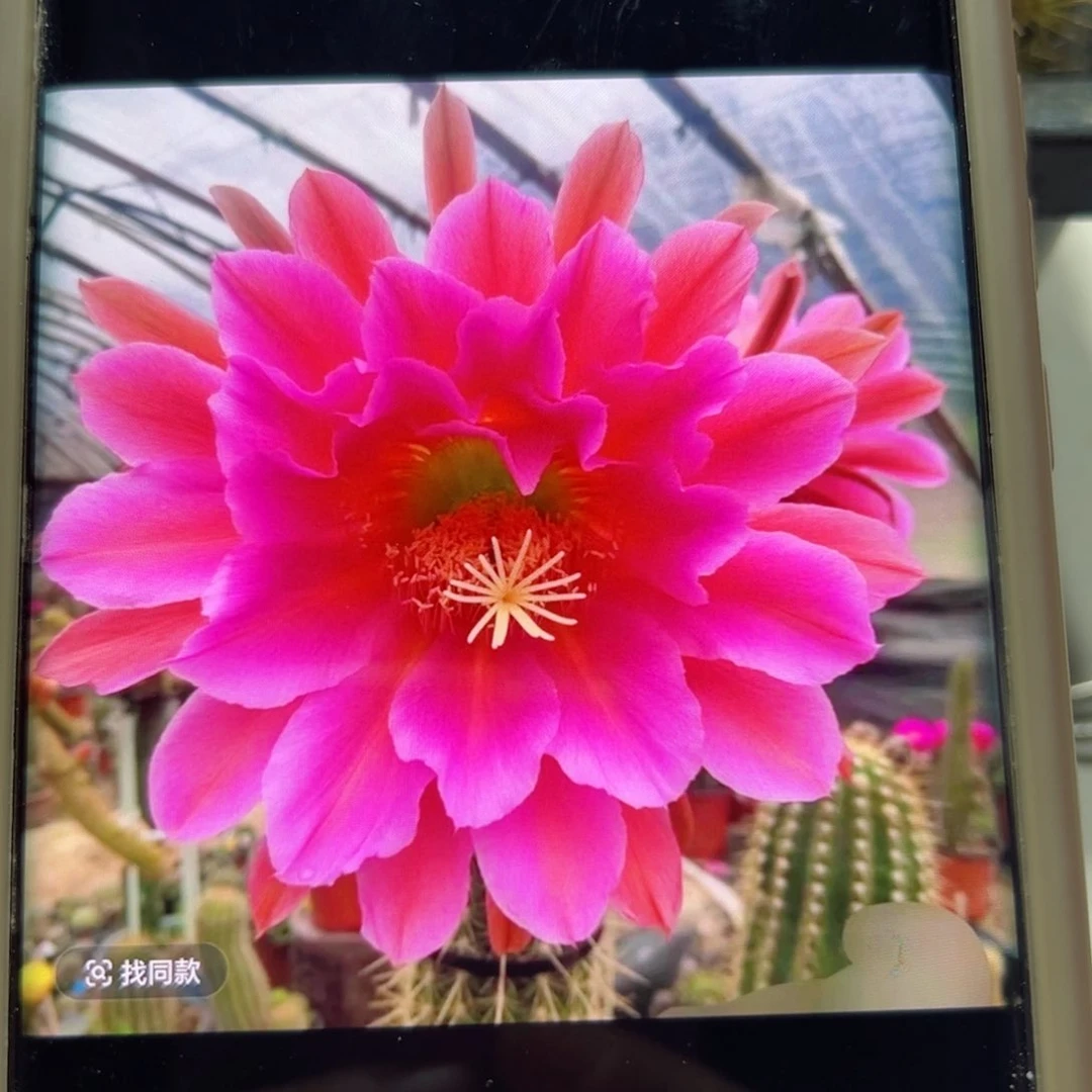 下65毛飞龙歪侧芽6公分左右20包邮