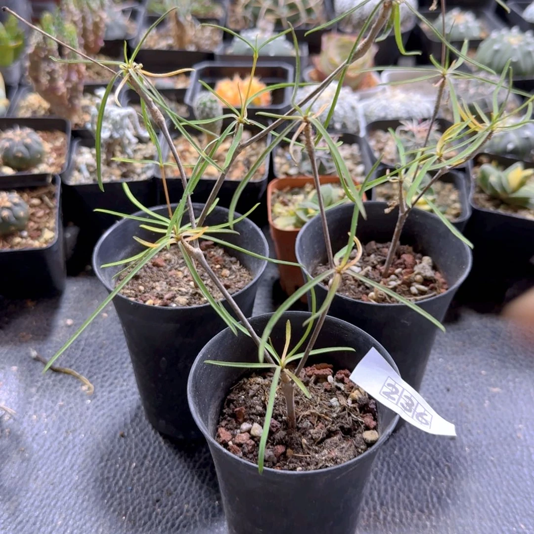 236柳叶麒麟带盆发货一个随机