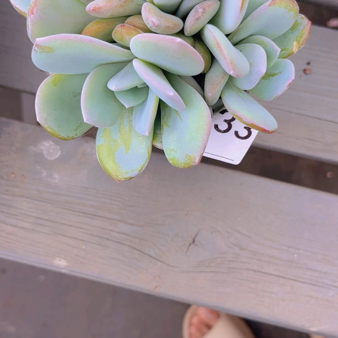 @***女#833售后范围签收起7天内