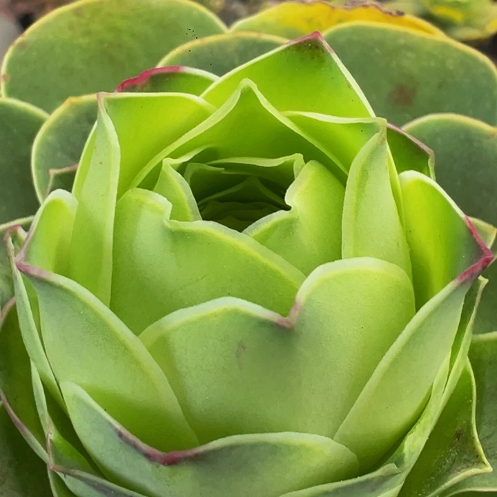 王***糖精品帕山地玫瑰