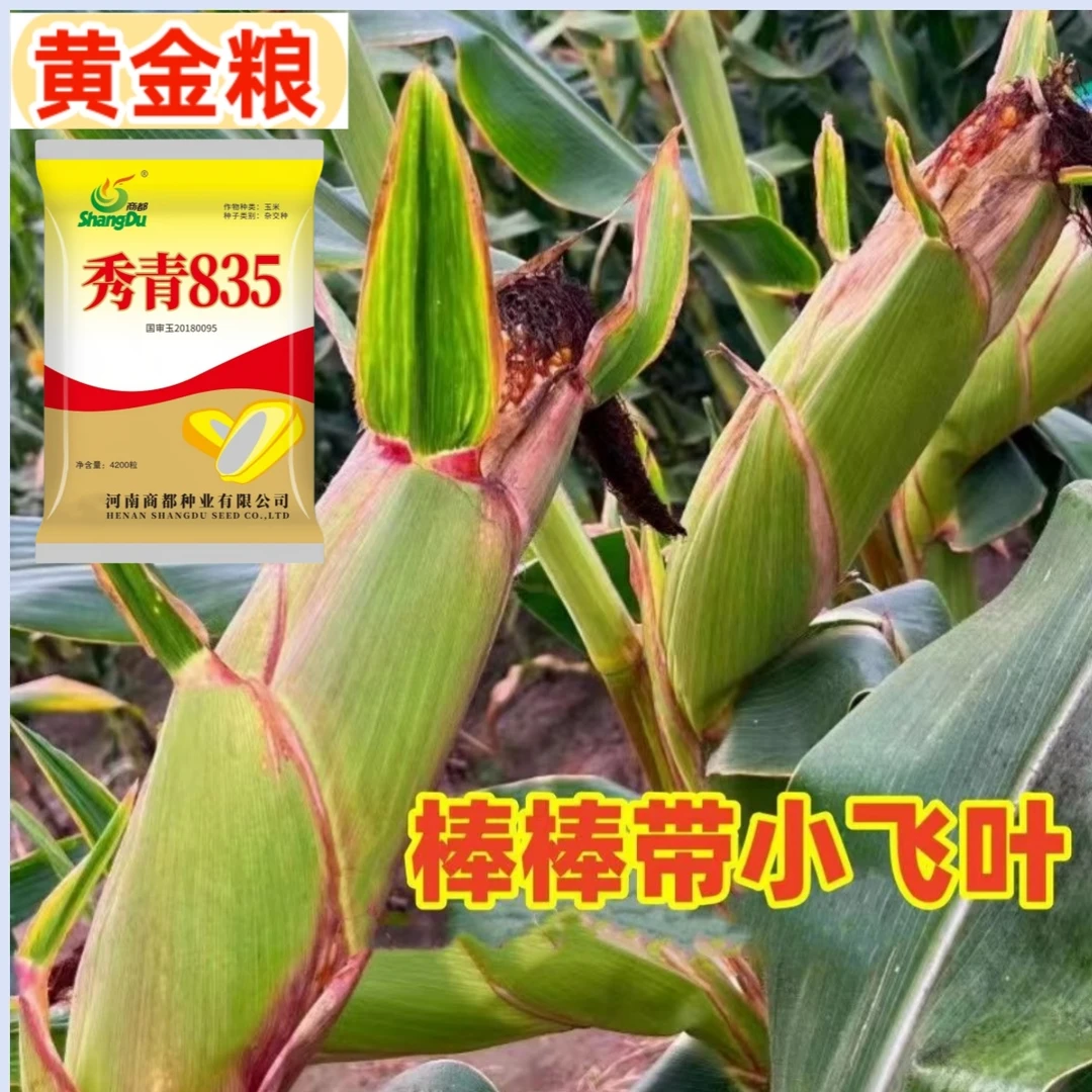 南北通种玉米种子秀青835批发国审高产矮杆抗倒大棒种原装正品