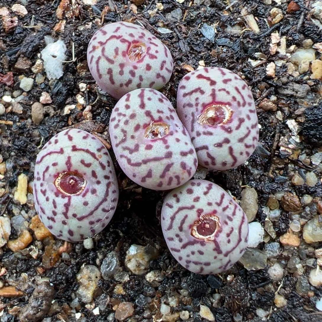 2.17好看的多肉966