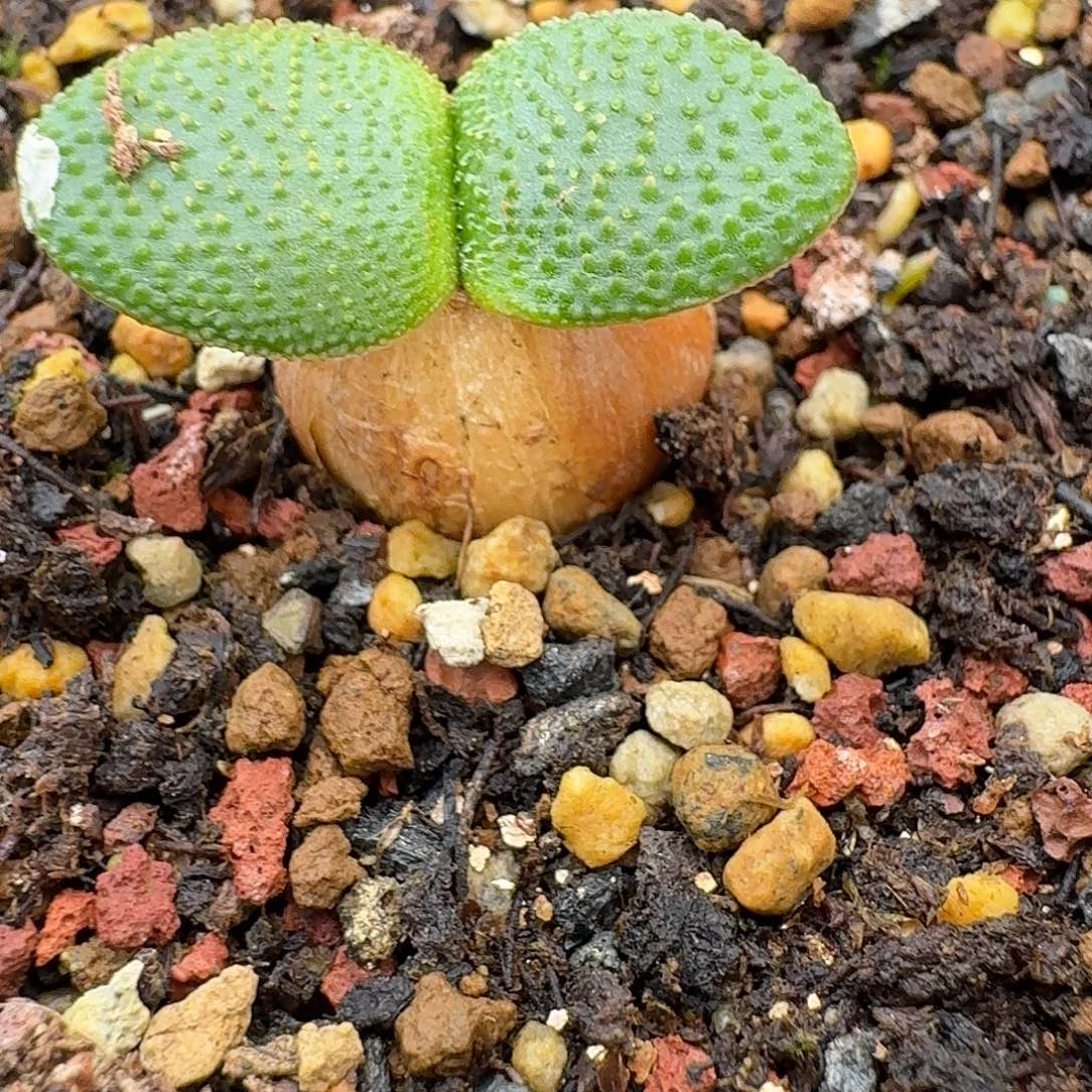 钢锉灯台百合带7cm盆