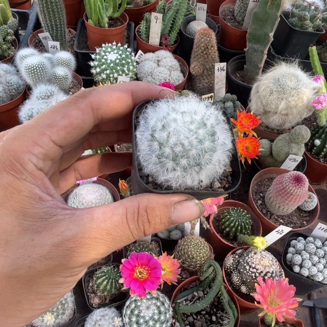 *****多肉植物仙人球开花
