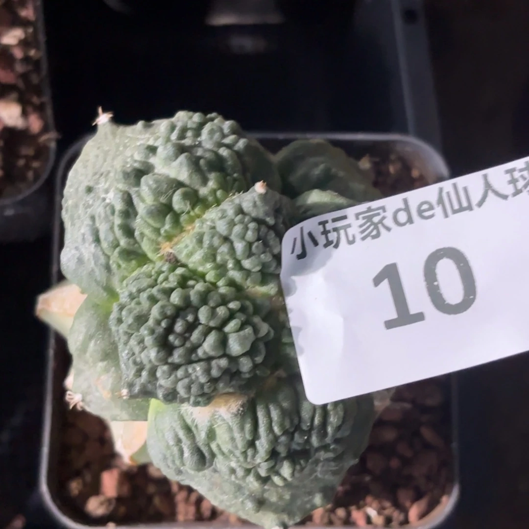 半***帅10 草球嫁接仙人球