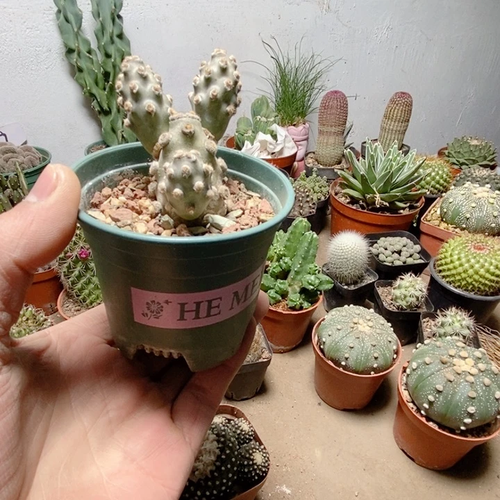 金**?中号蛸壶团扇仙人球