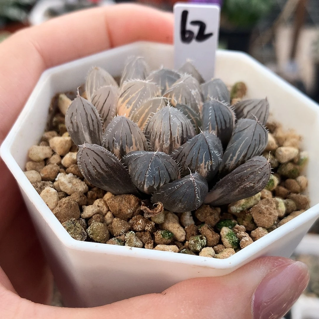 蓝镜玉露锦，62号，一物一拍