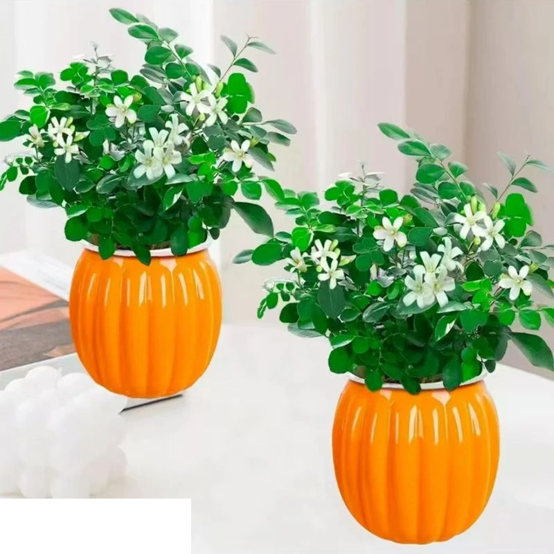 【拍一发二】九里香盆栽四季种植开花香室内外客厅阳台种植