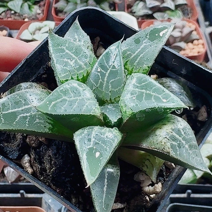 无花朵十二卷 斯科特 福利