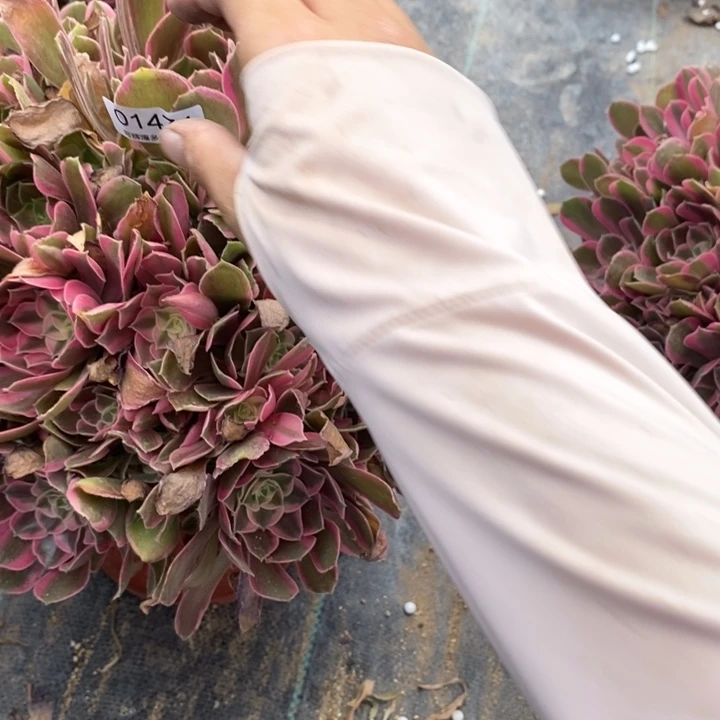 英***花01474男神多肉植物