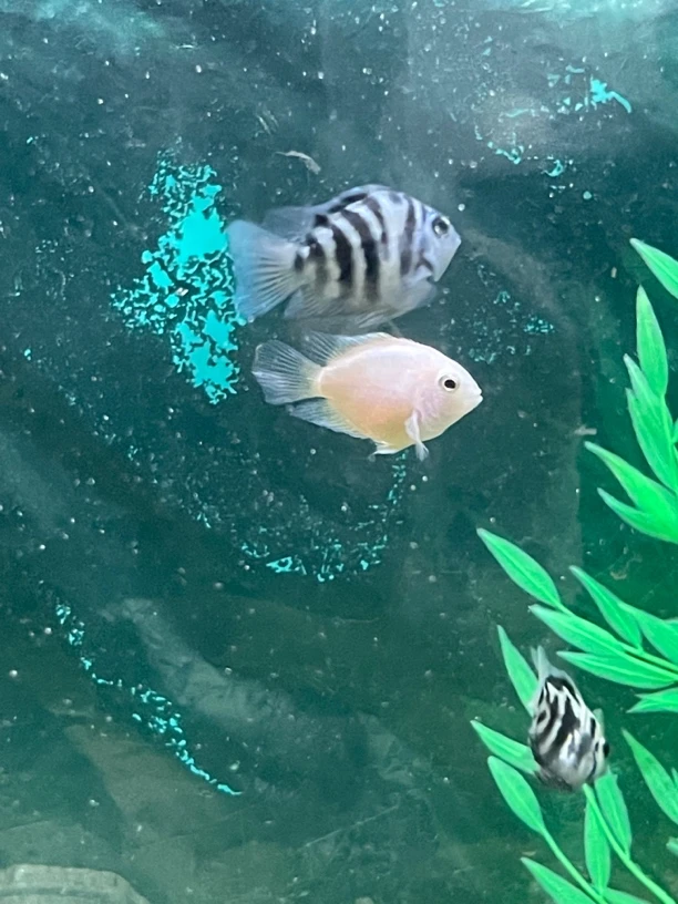 热带鱼迷你鹦鹉鱼5-6cm繁殖种鱼6条