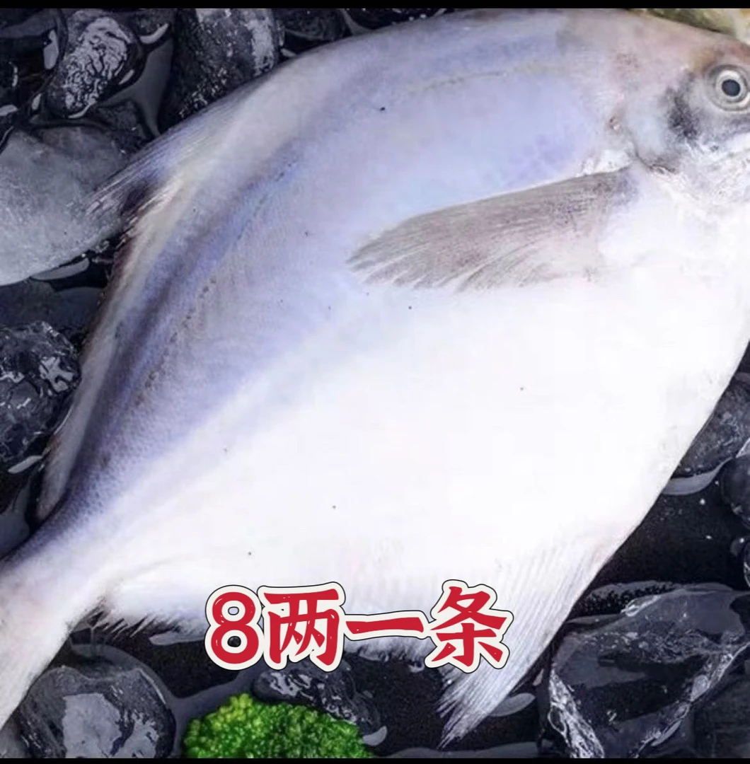 新鲜 大银鲳鱼8两一条（4条包邮）顺丰包邮液氮锁鲜发货