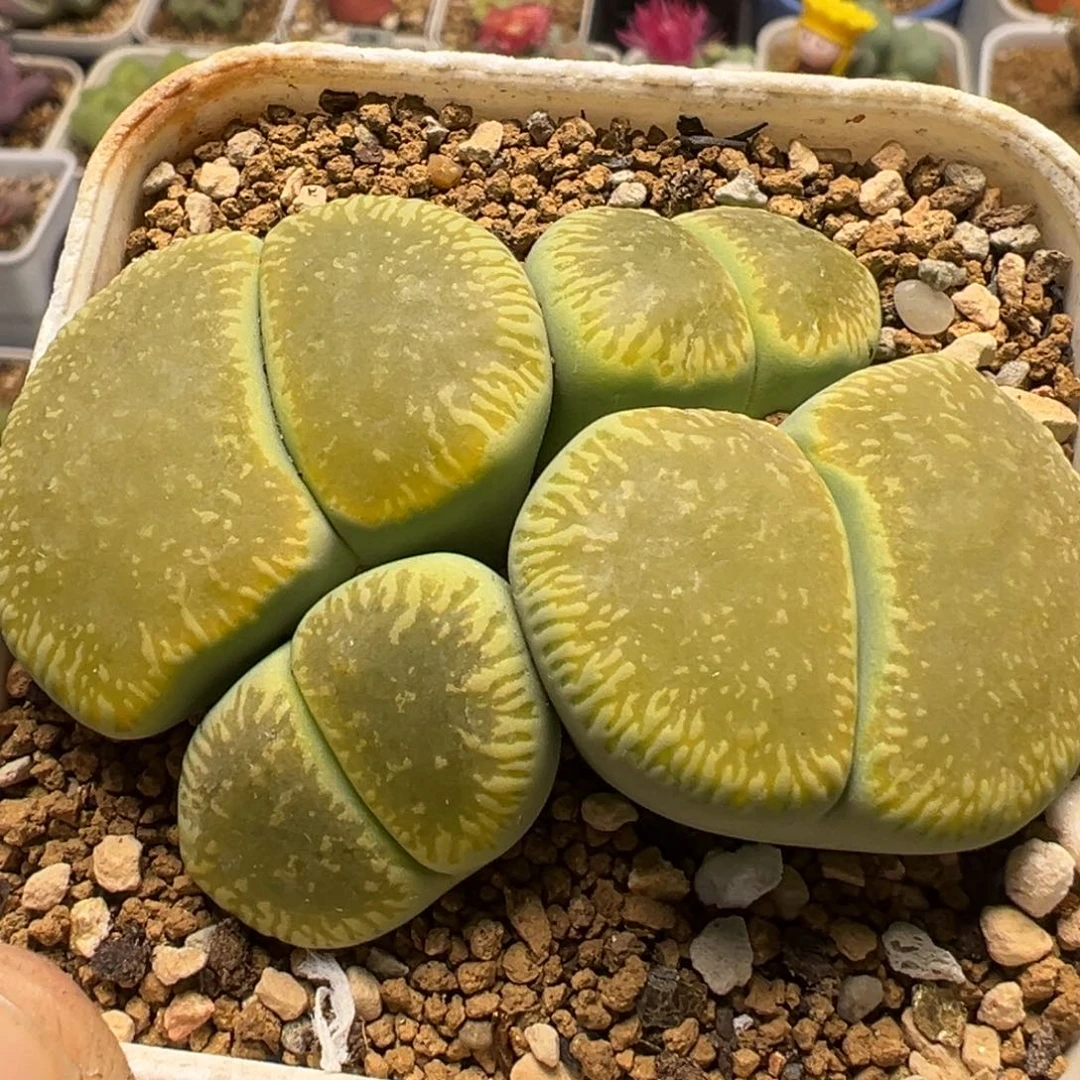 兜*** 33多肉植物百科植物