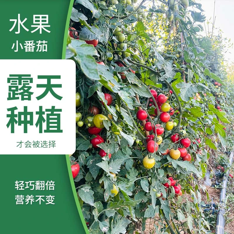 年前发货过年到好吃的露天树上熟小番茄5斤顺丰包邮千禧小番茄