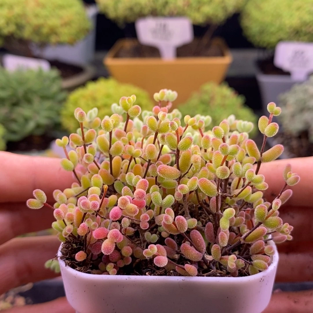 58糖球➕莱斯。