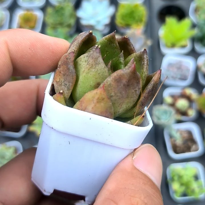 紫黑水晶，满5元包邮
