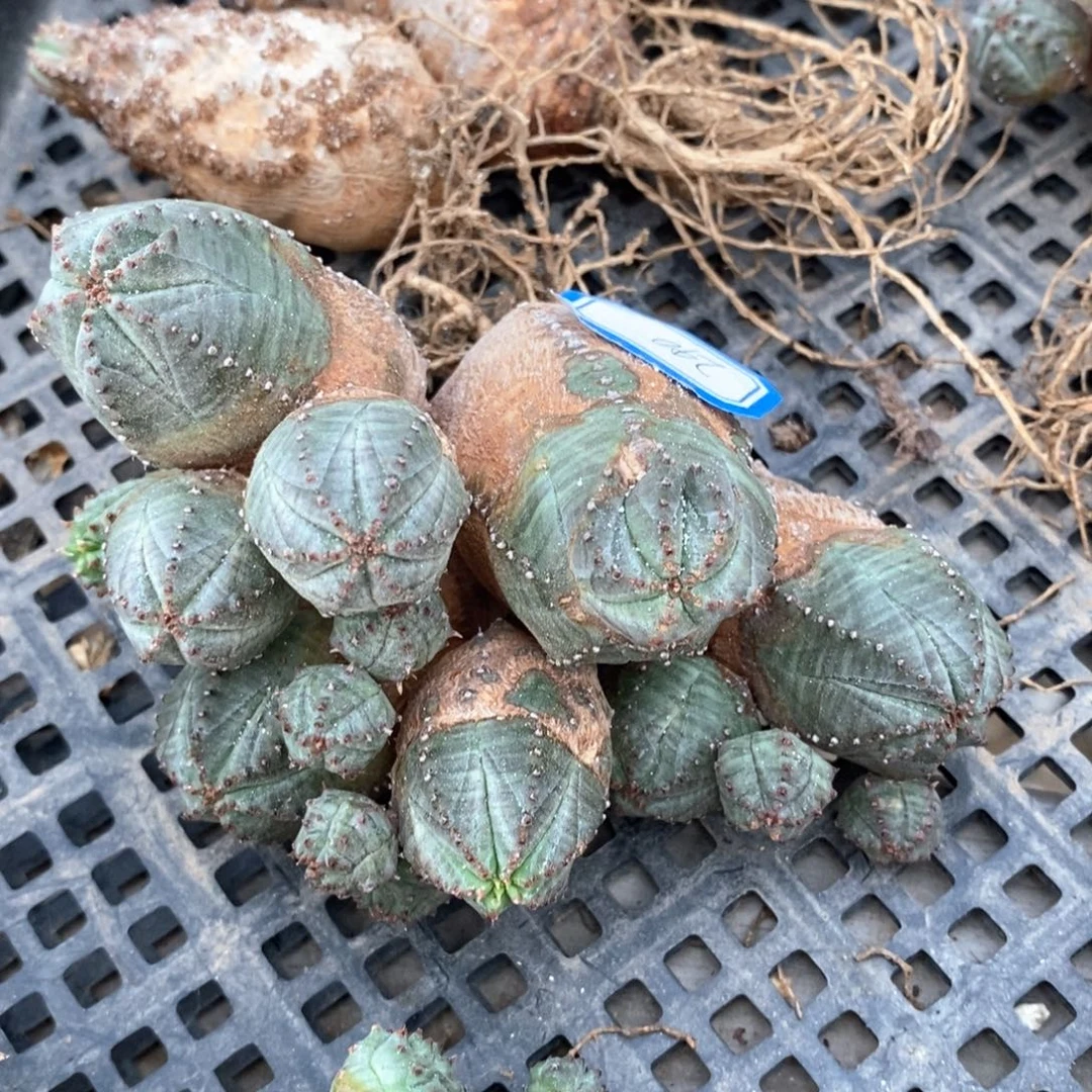 16群生布纹球一物一拍
