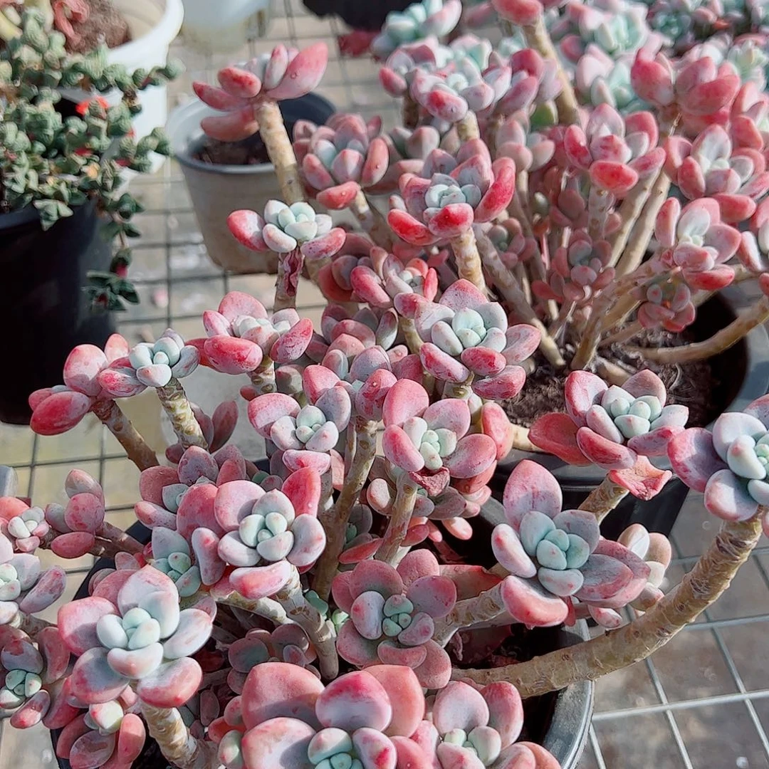 樱花红洛神多头群生